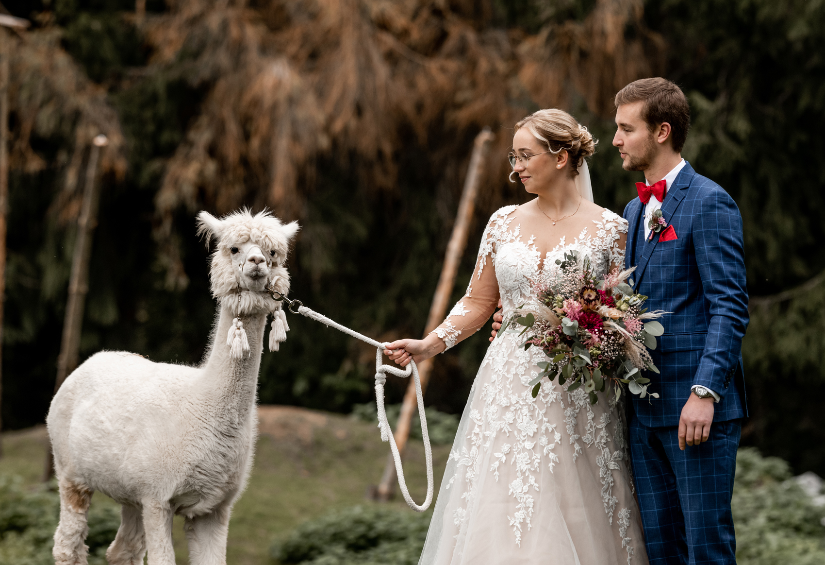 Hochzeitsfotos mit Alpaka