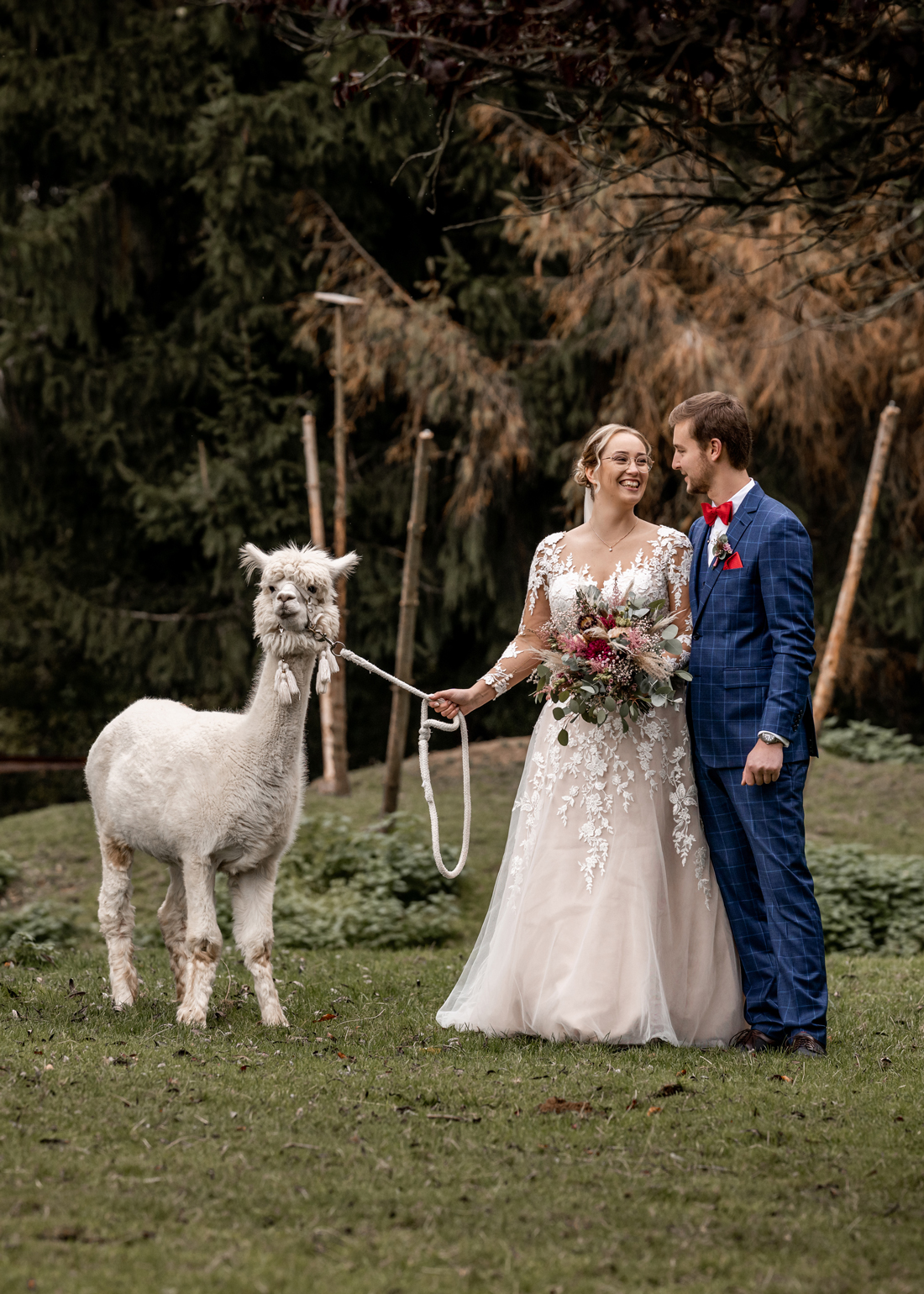 Alpaka mit Brautpaar